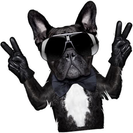 dog cool1